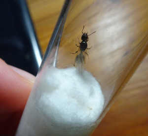 du dessus, [Tetramorium sp.] Identification de gyne d'Indre et Loire