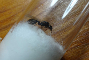 vue sur le pétiole, [Tetramorium sp.] Identification de gyne d'Indre et Loire