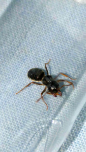 Photo 3 (accentué), [Chthonolasius] Encore une gyne !