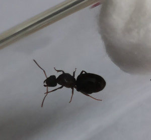 Photo 2, [Lasius sp.] Gyne noire suite essaimage hier