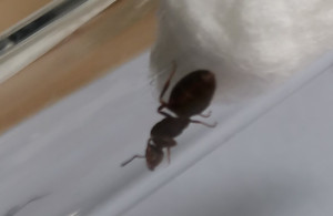 Photo 3, [Lasius sp.] Gyne noire suite essaimage hier