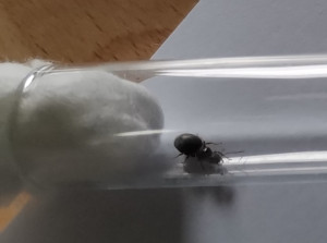 Photo 4, [Lasius sp.] Gyne noire suite essaimage hier