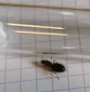 Photo 5, [Lasius sp.] Gyne noire suite essaimage hier