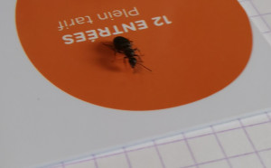 Photo 8, [Lasius sp.] Gyne noire suite essaimage hier