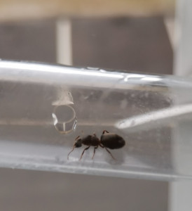 Photo 12, [Lasius sp.] Gyne noire suite essaimage hier