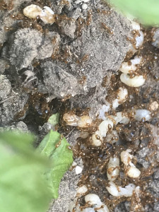 Photo, [Solenopsis fugax] Demande d’identification de fourmis dans un jardin de Picardie