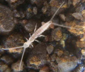 Diploure, Où trouver des commensaux ?