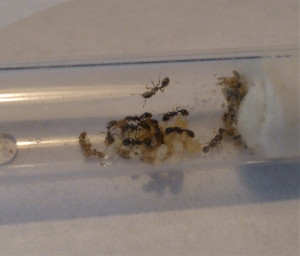 Photo 3 : la gyne est sur la droite, sur le couvain, [Blog] Strongylognathus huberi : l'esclavagiste méconnue