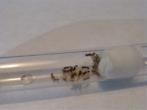 Photo 4 : trouvez la gyne !, [Blog] Strongylognathus huberi : l'esclavagiste méconnue