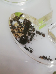 Début de ma fondation de Messor barbarus, Suivi de ma première fondation de Messor barbarus