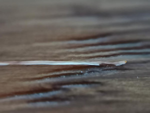 Photo 5, Vers parasites