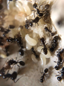 Encore du couvain., Mes Messor barbarus dans leur nouveau nid
