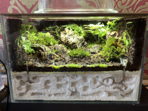 Petit terrarium humide 22x15x15, Terrarium et diapause