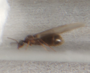 profil-3, [Lasius cf emarginatus] Identification d'une fourmi volante qui s'est présentée à moi