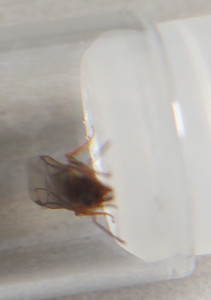 face, [Lasius cf emarginatus] Identification d'une fourmi volante qui s'est présentée à moi