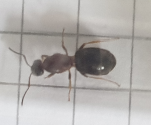 Vue de dessus 1 + couleurs, [Lasius cf emarginatus] j'hésite entre plusieurs espèces