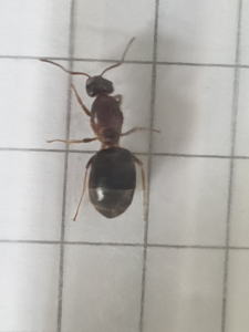 Vue de dessus 2 + couleurs, [Lasius cf emarginatus] j'hésite entre plusieurs espèces