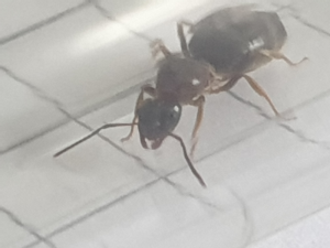 Vue mandibules face, [Lasius cf emarginatus] j'hésite entre plusieurs espèces
