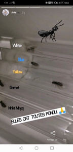 Le jour où j'ai compris que tout le monde avait pondu sauf Pink, [Blog] Mes Messor barbarus et Lasius sp.