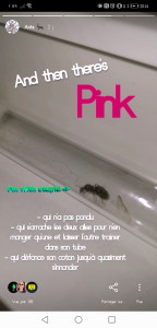 Liste des accusations envers Pink la rebelle, [Blog] Mes Messor barbarus et Lasius sp.