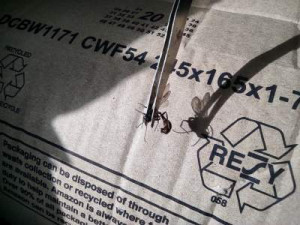 Sexuée Tetraponera rufonigra, Essaimage Tetraponera rufonigra