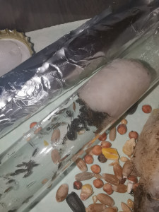 Petit aperçu de l'intérieur du tube, [Blog] Mes Messor barbarus et Lasius sp.