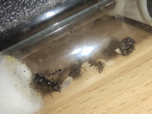 Fondation, Comportement étrange puis mort