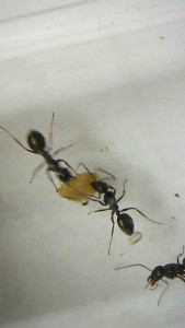 C. piceus sur croquette Lily's Kitchen Kitten, Croquettes pour chatons.