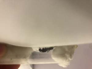 Voilà ! Je pense qu’elle va mourir :(   !, Camponotus vagus ?