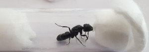 Elle fait 1,7 cm., Camponotus vagus ?