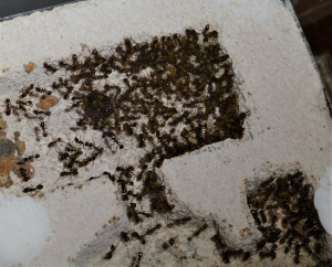 Aphaenogaster sp. dans leur nid., [Blog] Présentation de mes colonies & fondations