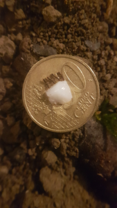 4 ouvrières se régalent de lait sucré gélifié, [Blog] Ponera coarctata