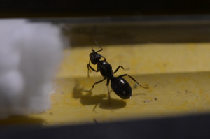 Reine noire brillante, [Formica sp.] Reine noire brillante