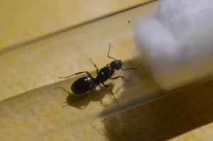 Reine noire brillante, [Formica sp.] Reine noire brillante