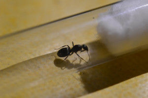 Reine noire brillante, [Formica sp.] Reine noire brillante