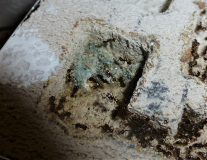 Le champignon : on peut voir le &quot;tunnel&quot; en son centre., Mes Aphaenogaster sp. sont elles champignonnistes ?!