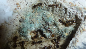 Gros plan : on peut remarquer une ouvrière dans le &quot;tunnel&quot; au centre du champignon, récoltant une &quot;pâte&quot; destinée à nourrir la colonie., Mes Aphaenogaster sp. sont elles champignonnistes ?!