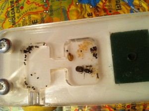 On voit nettement les cocons, et les graines vers le couvain !, [BLOG] Lasius niger