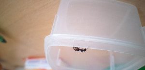 Reine fourmi, [Ouvrière Camponotus sp.] Identification d'une fourmi naturiste
