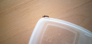 Reine fourmi, [Ouvrière Camponotus sp.] Identification d'une fourmi naturiste
