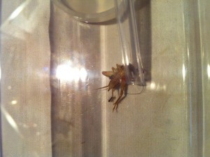 [BLOG] Lasius niger, IMG_0838.jpg