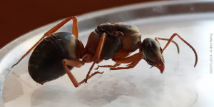 Formica cunicularia, [Blog] Formica rufibarbis & Formica cunicularia