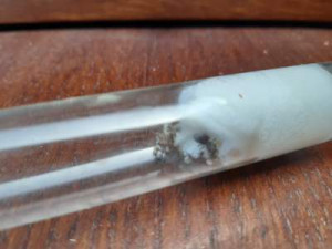 Le cucul !, [Lasius sp.] Essaimage massif en Loire Atlantique, toutes petites ouvrières