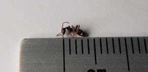 Taille, Précision de l'espèce de Serviformica