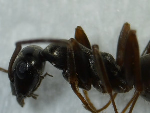Epinotum, Précision de l'espèce de Serviformica