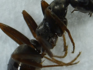 Epinotum et pétiole, Précision de l'espèce de Serviformica