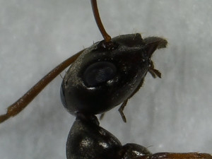 Tête, Précision de l'espèce de Serviformica