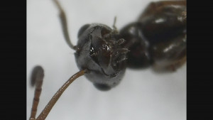 Tête de face, Précision de l'espèce de Serviformica
