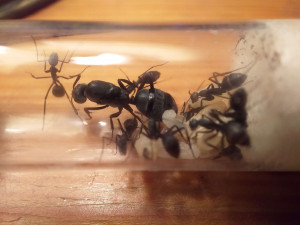 Camponotus petersii, [Blog] Camponotus petersii d'Ant51