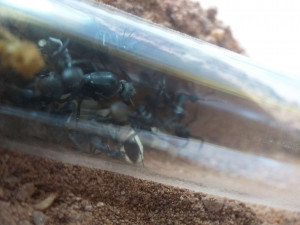 Camponotus petersii, [Blog] Camponotus petersii d'Ant51